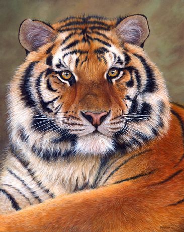 Big Siberian Tiger