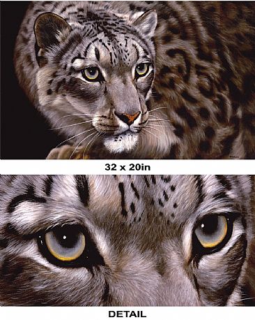 Snow Leopard Fine Art Paper - Giclee - Big Cat Print by Jason Morgan
