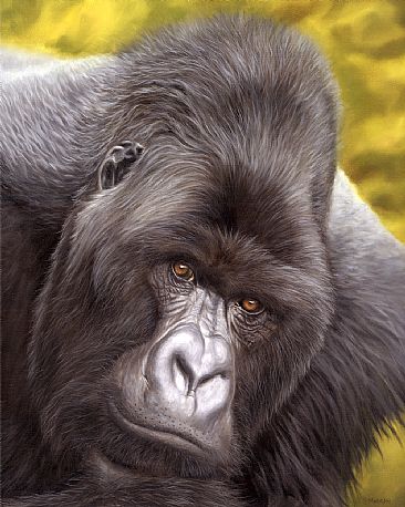 The Thinker - Canvas Print - Mountain Gorilla by Jason Morgan