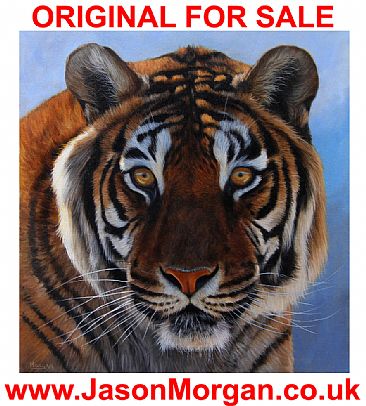 Tiger - Original Available - Big cats by Jason Morgan