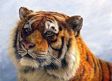 Siberian Tiger - Tiger - Wildlife Art by Jason Morgan
