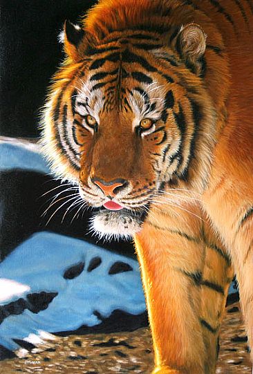 Siberian Tiger - Tiger by Jason Morgan