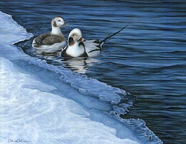 Briser la glace - Break the ice, Stamp WHC - Long-Tailed Ducks  by Claude Thivierge