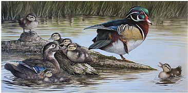 Familly (Sold) - Wood duck by Claude Thivierge