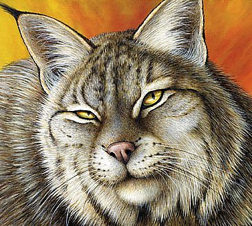 Face to face - Lynx by Claude Thivierge