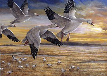 Neige du printemps - Snow geese by Claude Thivierge