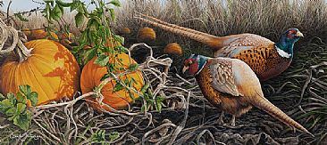 Orange autumn - Ring-necked Pheasant by Claude Thivierge