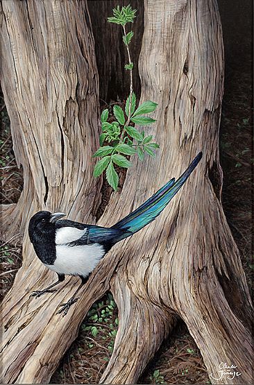 Stanley Park - Magpie by Claude Thivierge