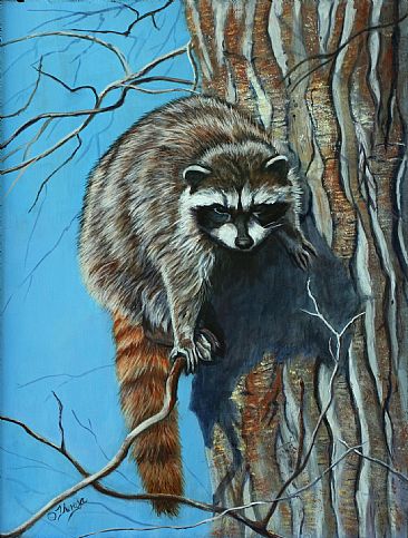 Where's the Down Button? - Young raccoon in tree by Theresa Eichler