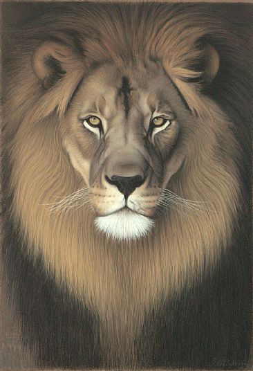 african lion. Lion of Judah - African Lion