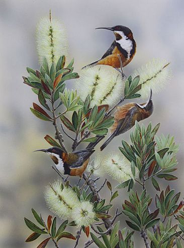 A Garden For Birds - Eastern Spinebills by Peta Boyce
