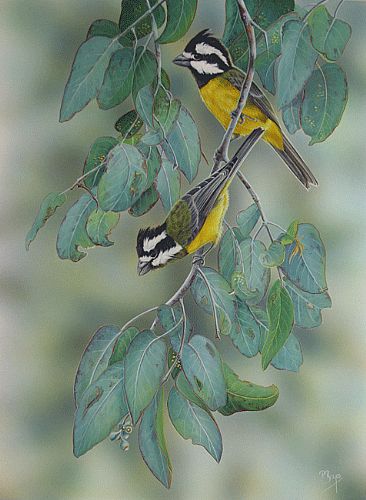 Crested Shrike-tits -  by Peta Boyce