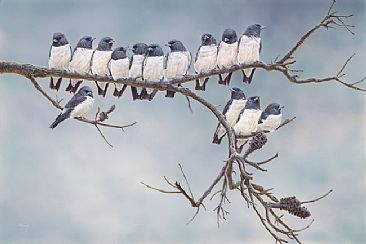 Chorus Line - White Breasted Woodswallows by Peta Boyce