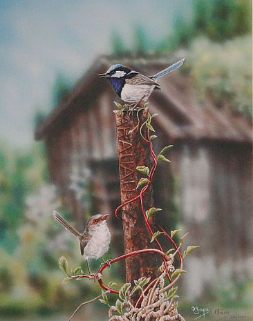 Laying Down the Law - Superb Blue Wrens by Peta Boyce