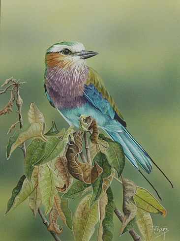 Lilac Sentry - Lilac-breasted Roller by Peta Boyce