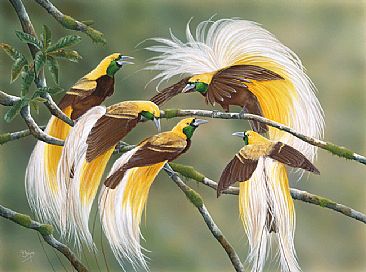 New Guinea Gold - Lesser Birds of Paradise by Peta Boyce