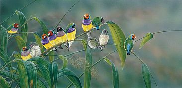 Splendour in the Grass - Gouldian Finches by Peta Boyce