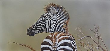 Testing the Wind - Zebra Foal by Peta Boyce