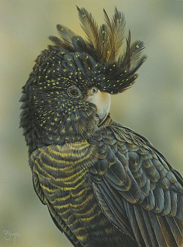 The Fascinator - Female Red-tail Black Cockatoo by Peta Boyce