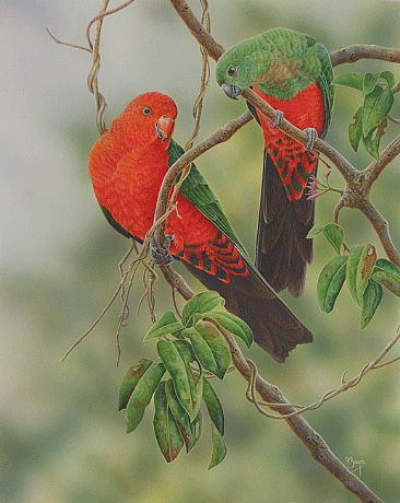 The Pair Bond - Australian King Parrots by Peta Boyce