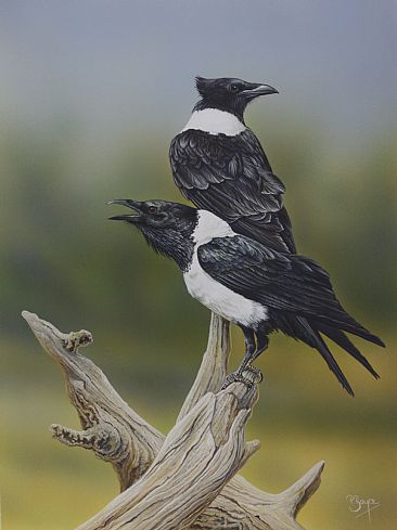The Pied Spruiker - Pied Crows by Peta Boyce