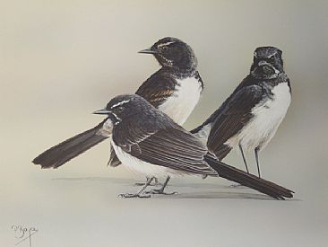 Messers Chit, Chat & Chatter - Willie Wagtails by Peta Boyce