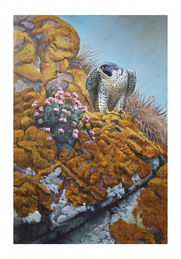 Peregrine and sea Thrift - Peregrine Falcon by Martin Hayward-Harris
