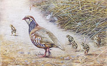 Red Legged Partridge and Family - Game Birds by Martin Hayward-Harris