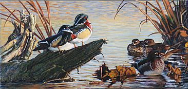 Wood Ducks at Burnaby Lake Vancouver - waterfowl by Martin Hayward-Harris