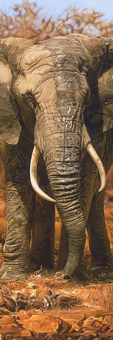THE MATRIARCH_DETAIL - AFRICAN ELEPHANT by Stephen Jesic