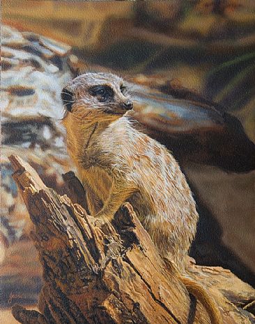 THE SCOUT - MEERKAT by Stephen Jesic