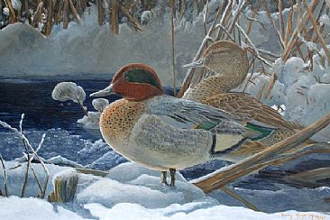 Greenwinged Teal -  by Barry MacKay