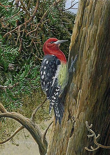 Woodpecker -  by Barry MacKay
