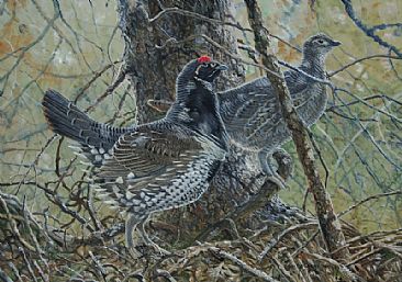 Spruce Grouse Pair -  by Barry MacKay