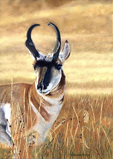 At One with the Environment - Pronghorn by Patsy Lindamood