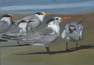Tern Talk - Terns by Patsy Lindamood