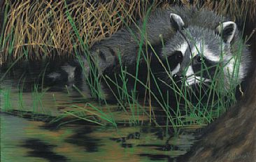 Masked Prowler - Raccoon by Patsy Lindamood