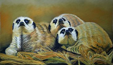 What's Up, Meerkats - Meerkats by Patsy Lindamood