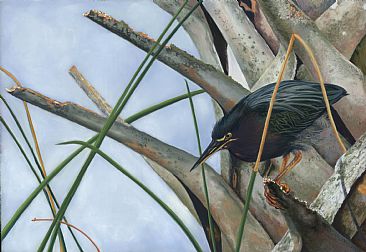 Who Goes There? - Little Green Heron by Patsy Lindamood