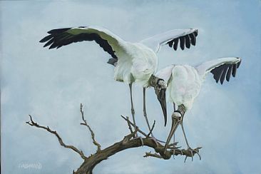 Wood Stork Inspection - Wood Storks by Patsy Lindamood