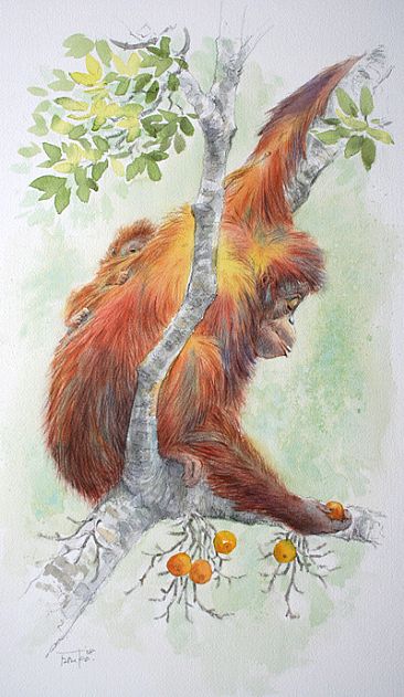 Hold on... - Orangutan by Eriko Kobayashi