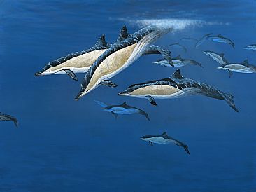 Common Dolphins - common dolphins cruising the coral sea by Barry Ingham