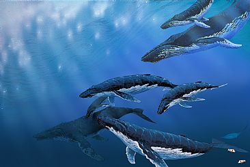 Wildplaces  - A pod of humpback whales by Barry Ingham