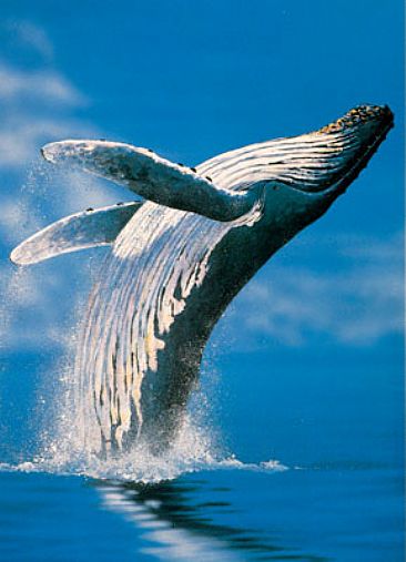 Humpback Whale Breaching - Humpback Whales by Barry Ingham