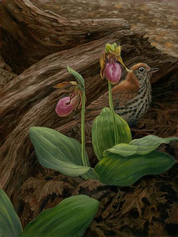 Spring's Promise of Pink - Wood thrush and lady slipper by Mary Louise Holt