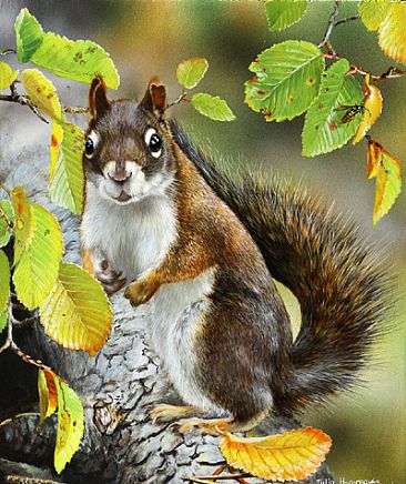 Squirrely SOLD -  by Julia Hargreaves
