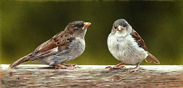 Baby Birds - House sparrows by Julia Hargreaves