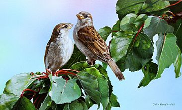 Is This My Best Side - Juvenile sparrows by Julia Hargreaves