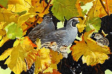 Quail and Amber - California qual and chicks by Julia Hargreaves