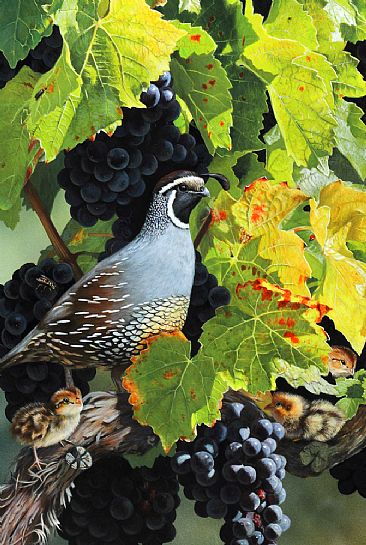 Vineyard Babes - California quail and chicks by Julia Hargreaves